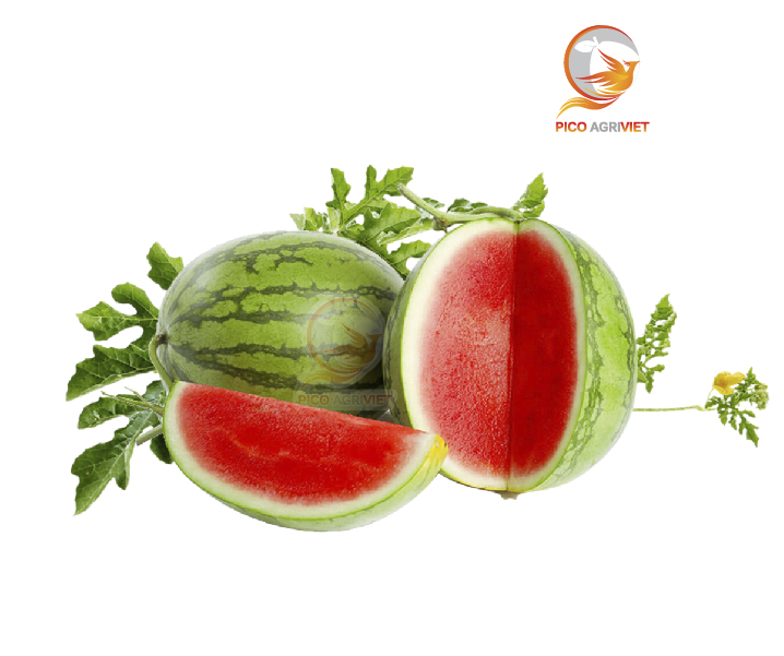 Seedless Watermelon
