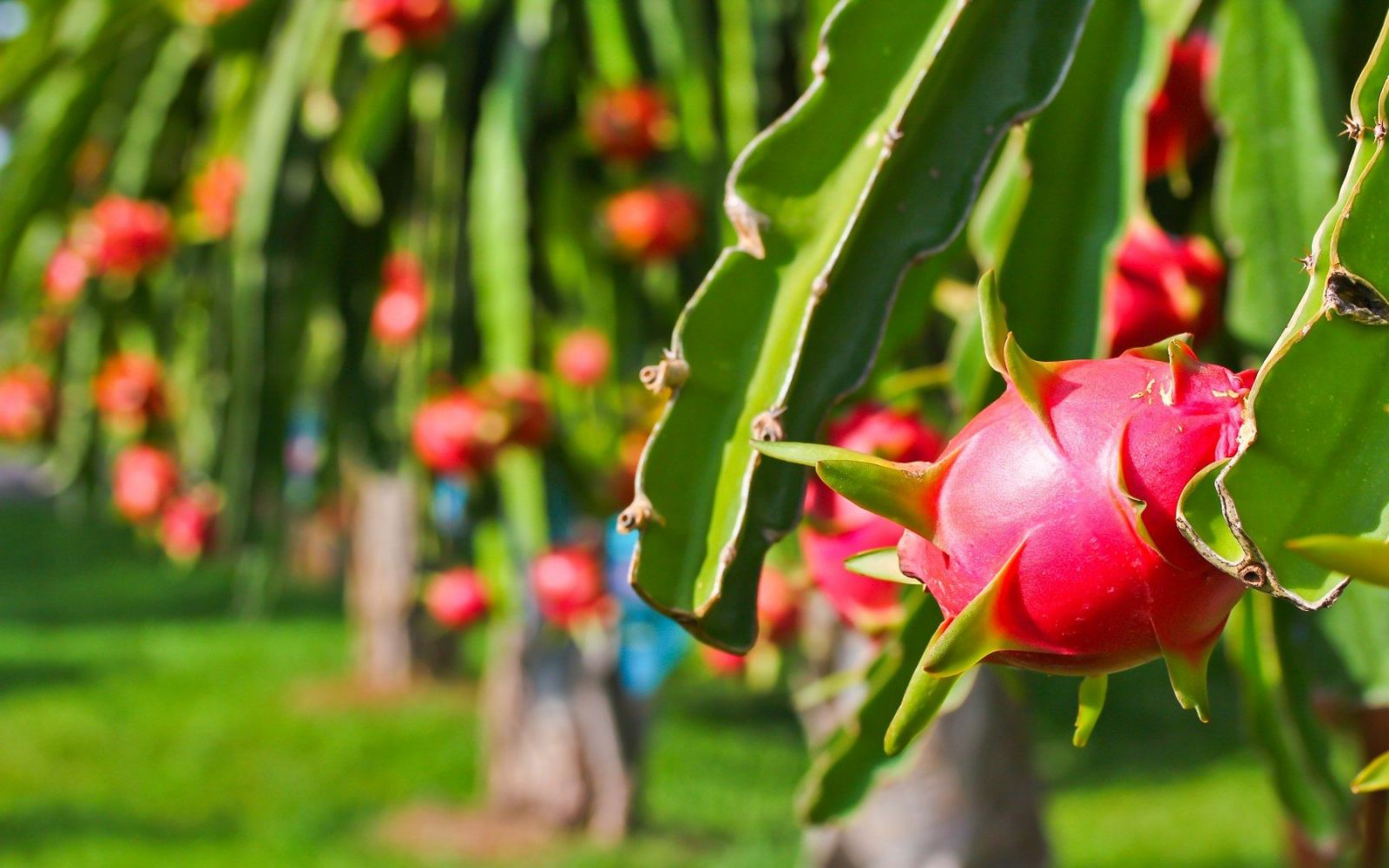 Fresh Fruits Market